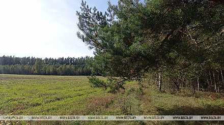 Караник: выстроенная в Беларуси система позволяет сохранить и приумножить леса
