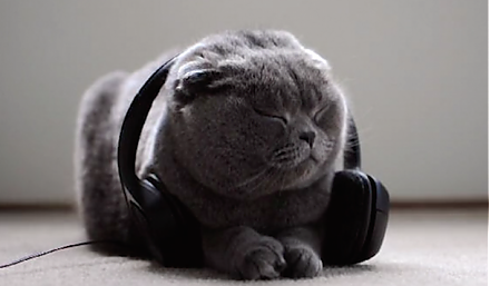 Музыкальный сервис Spotify создал плейлисты и подкасты для домашних животных