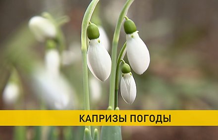 Температурный рекорд побит в Беларуси: 28 марта воздух прогрелся до +18,5°C