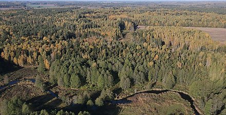 Запреты и ограничения на посещение лесов введены в 57 районах Беларуси
