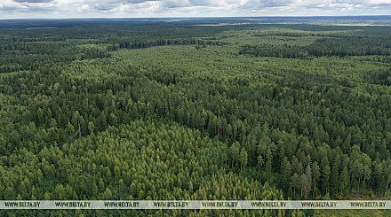 В 14 районах Гродненской области действуют запреты и ограничения на посещение лесов
