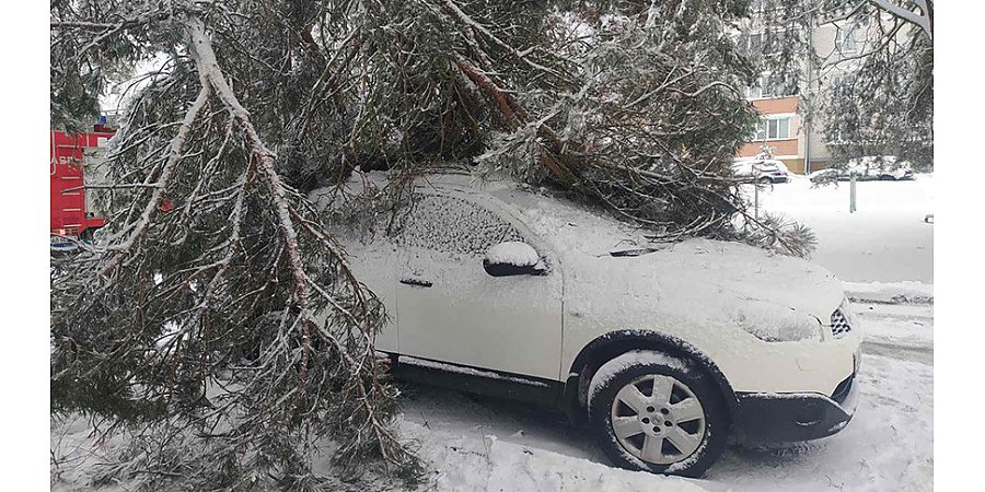 В Беларуси за сутки упавшими деревьями повреждены 11 автомобилей