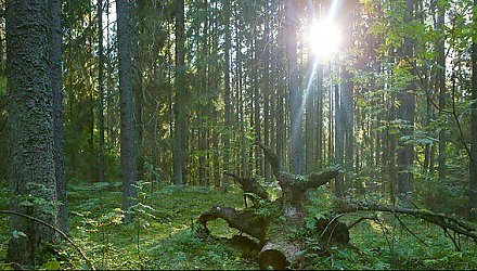 Совмин утвердил порядок финансирования расходов по ведению лесного и охотничьего хозяйства
