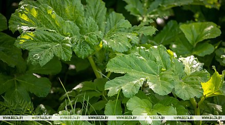 Какие растения являются самыми инвазивными в Беларуси, рассказали в Минприроды
