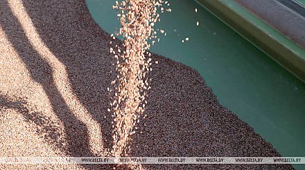 Семена белорусской селекции занимают порядка 70% всех посевов льна