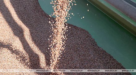 Семена белорусской селекции занимают порядка 70% всех посевов льна