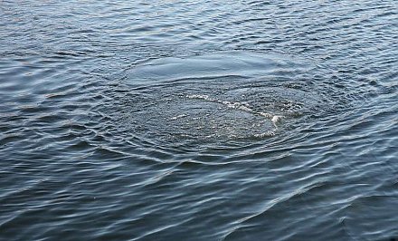 В Лиде на центральном озере утонул 53-летний мужчина