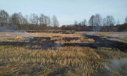 По Гродненской области зарегистрировано уже 46 загораний сухой растительности