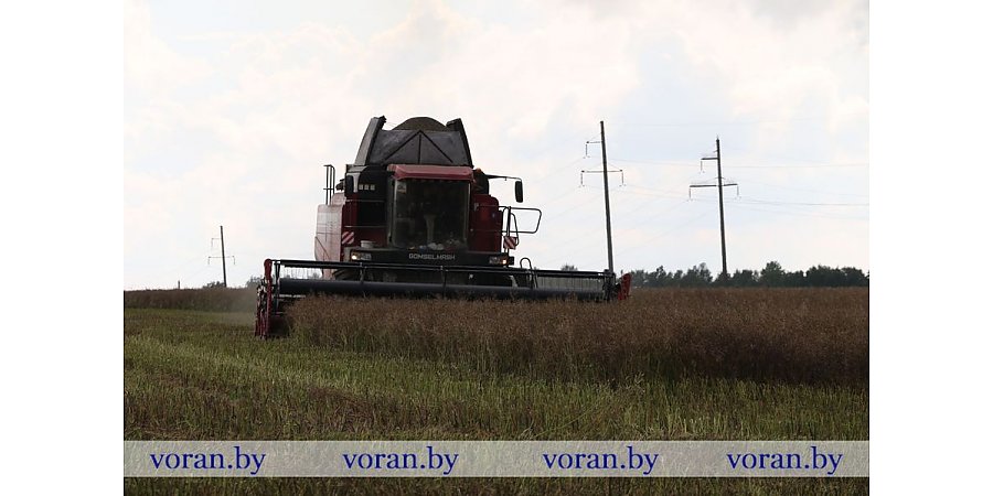 В Вороновском районе начали убирать озимую пшеницу и зернобобовые культуры