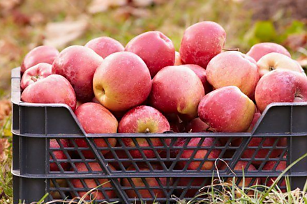 Как всю зиму хранить яблоки: лучшие способы в домашних условиях