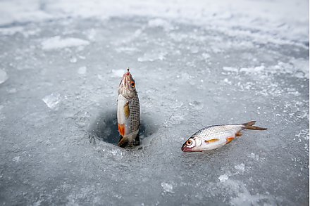 Уважаемые любители рыбной ловли!