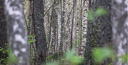 Как часто жители Гродненщины теряются в лесу и что нужно знать, чтобы не заблудиться?