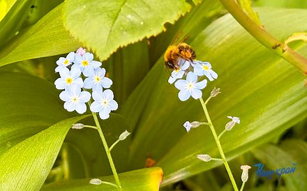 Что делать, если вас укусило насекомое, рассказала специалист