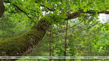 Запреты и ограничения на посещение лесов действуют в восьми районах Беларуси