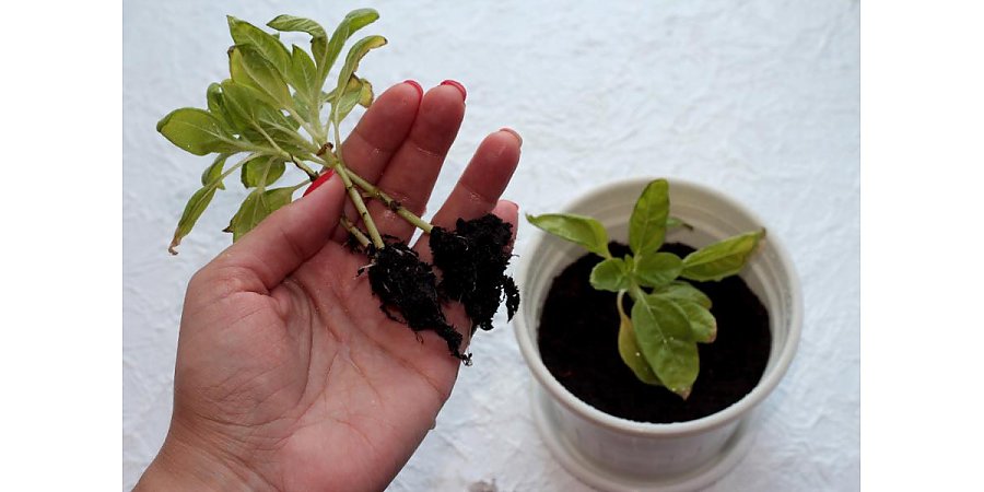 Почему желтеет рассада — основные причины и их решения