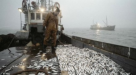 Россия выделила Беларуси квоты на вылов рыбы в Баренцевом и Балтийском морях на 2021 год