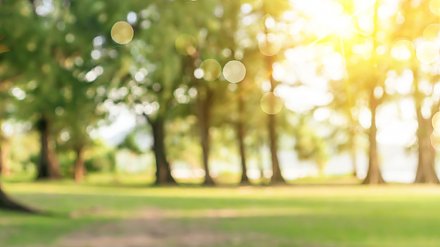 День Анны Летней: приметы и поверья на 7 августа