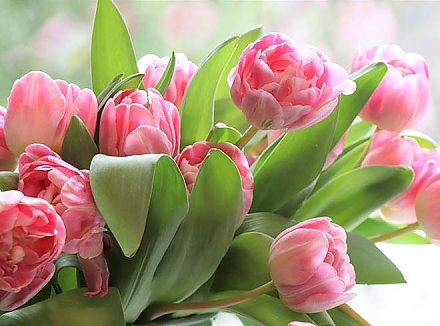 Поздравление Гродненского облисполкома и областного Совета депутатов с Днем женщин