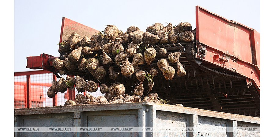В Беларуси сахарная свекла убрана с 17% площадей