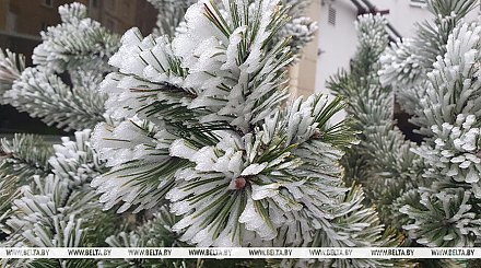 Преимущественно без осадков и до -10°С будет сегодня в Беларуси