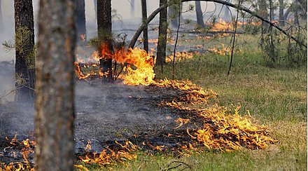 Из-за жаркой погоды в области стали чаще гореть лес и сухая трава