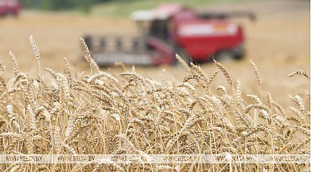 Белорусские аграрии собрали первый миллион тонн зерна