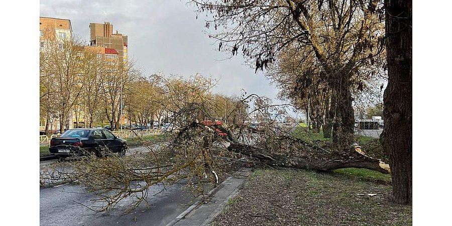 Последствия сильного ветра ликвидировали спасатели в Гродненской области