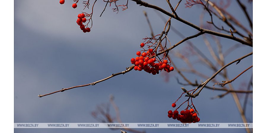 Мокрый снег и гололедица ожидаются в Беларуси 27 октября