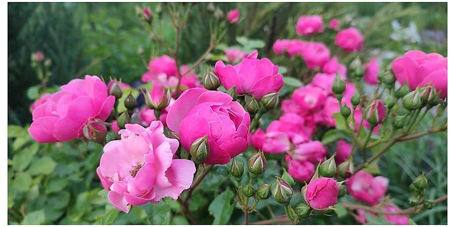 Кратковременные дожди, порывистый ветер и до +31°С. Какой будет погода на текущей неделе