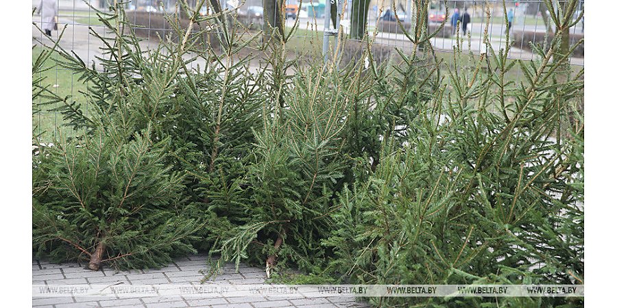 В Беларуси увеличилось число мошенничеств, связанных с продажей новогодних елей и украшений