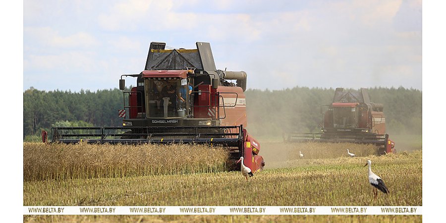 Аграрии Беларуси намолотили 3 млн тонн зерна