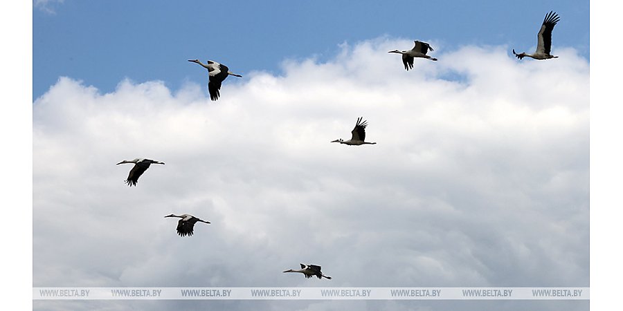 Минприроды: выбросы загрязняющих веществ в атмосферу в Беларуси существенно сократились