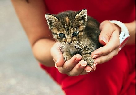 В защиту тех, кого мы приручили. Как позаботиться о домашних животных и что грозит за жестокое обращение с питомцами?