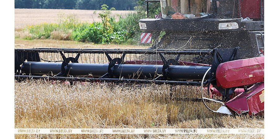 Более 8,9 млн тонн зерна намолотили в Беларуси
