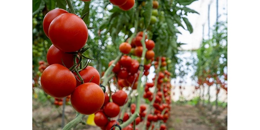 Сеем томаты под этот сидерат – фитофторы точно не будет