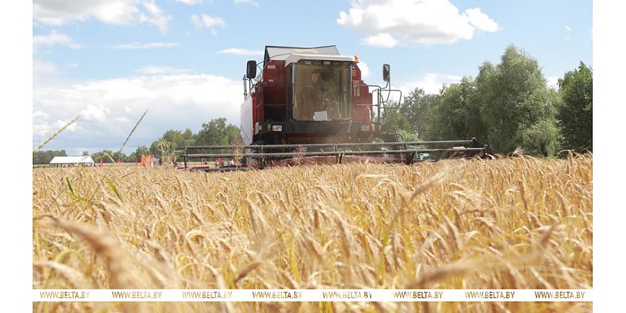 Сколько зерна, картофеля и свеклы планируется вырастить в этом году