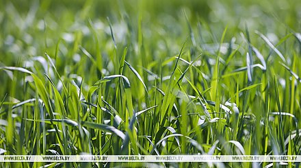Единое требование для всех. Почему в Беларуси определили максимально допустимую высоту травы на участках