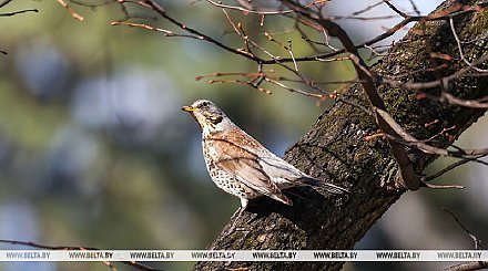 Все еще прохладно? В Белгидромете рассказали о погоде в Беларуси 11 апреля