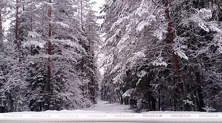 Местами слабый туман и гололед. Какой будет погода в Беларуси сегодня