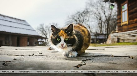 Проект постановления об обращении с животными вынесен на общественное обсуждение