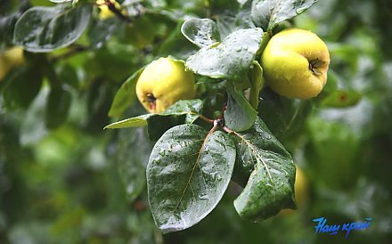 Главная осенняя обработка деревьев: когда и как ее правильно проводить