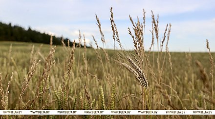 Директор Института радиобиологии: около 21 тыс. га пострадавших от аварии на ЧАЭС земель введено в сельхозоборот