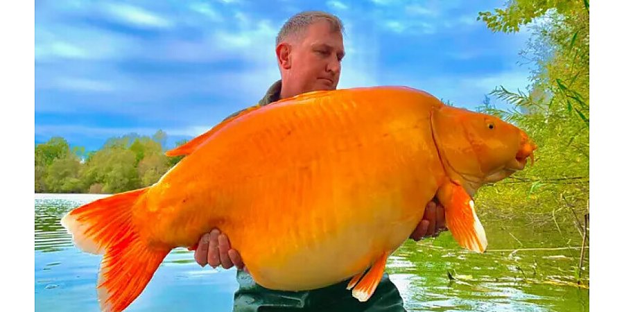 Золотую рыбку весом 30 килограммов выловили во Франции
