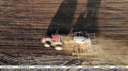 Сахарная свекла в Беларуси посеяна на 95% площадей