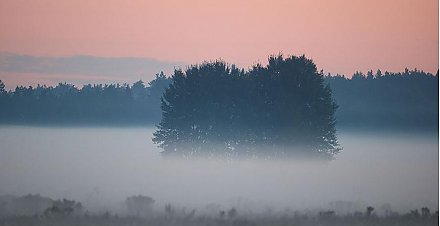 Минприроды: в Беларуси обеспечены условия для восстановления исчезающих видов растений и животных