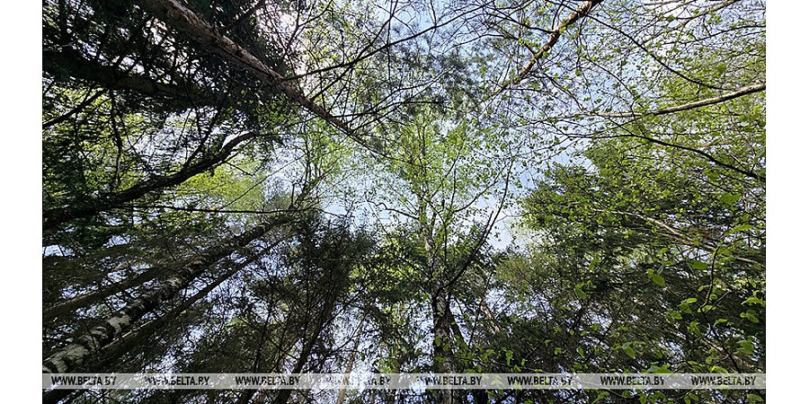 Ограничения на посещение лесов действуют в 101 районе Беларуси