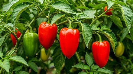 Перцы будут как на картинке: главные секреты выращивания этой культуры