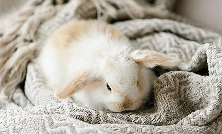 В зоомагазинах Беларуси вырос спрос на кроликов – главный символ 2023 года