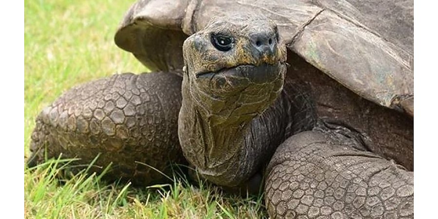 Старейшая в мире черепаха попала в Книгу рекордов Гиннесса