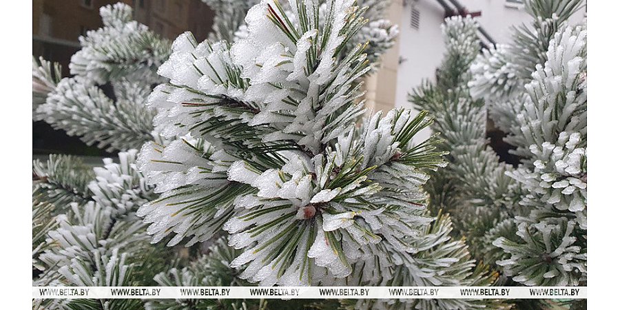 Преимущественно без осадков и до -10°С будет сегодня в Беларуси